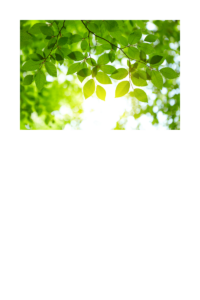 Branches with green leaves with the suns rays shining through.  Showing only the dominant colour but not what's hidden beneath