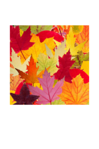 Showing all the brilliant colours of leaves in the fall season. Red, yellow, orange and purple. The hidden colours that needs to be unlayered.